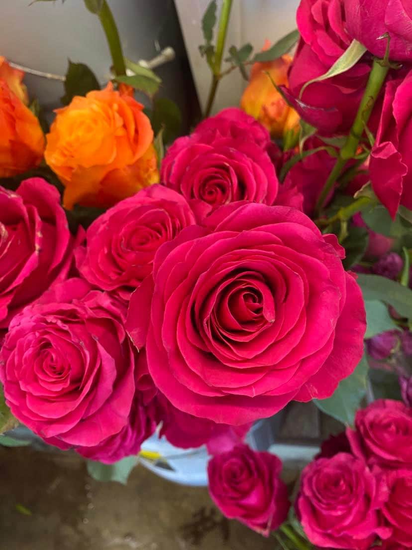 Hot Pink Roses